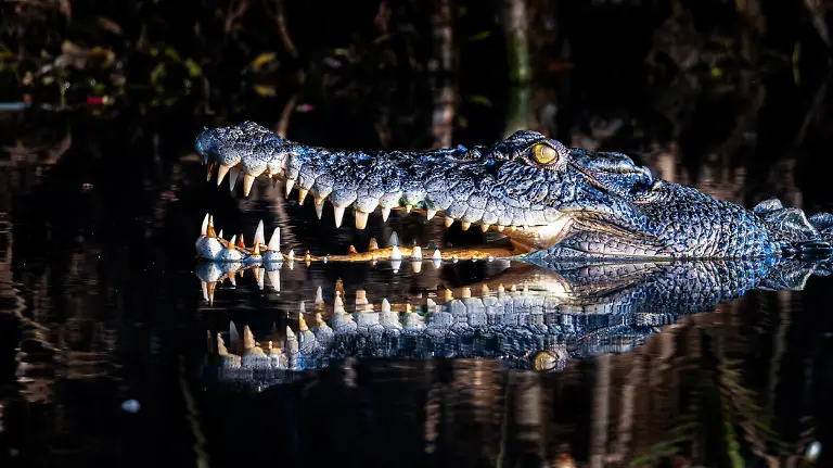 Amplified Intimidation, by Tom Hendrickson, The Nature Photography Contest 2025 Wildlife Finalist